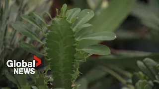 Extreme heat may accelerate climate change by disrupting plant photosynthesis