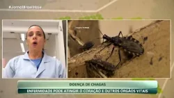JBH | Doença de Chagas: Contaminação acontece através do inseto 'Barbeiro' - 25/04/2024