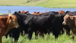 IBGE: abate de bovinos cresce no 4º trimestre de 2025 | Giro de Notícias