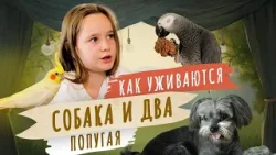 Как живут собака и два попугая в одной семье. Мой питомец.
