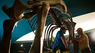 Il Danubio si prosciuga per il caldo: emerso scheletro di un enorme mammut in Bulgaria