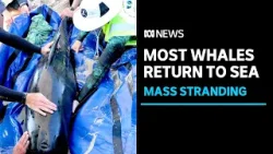 Mass stranding breakthrough as most stranded whales return to sea | ABC News