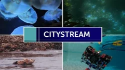 CityStream: Under the Sea