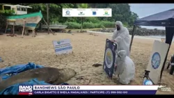 Elefante-Marinho é flagrado tomando sol em São Sebastião
