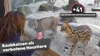 Wildcats instead of house cats: illegal pets in Switzerland | Report Magazine +41