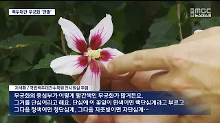 [R] In Full Bloom for Liberation Day... Mugunghwa Special Exhibition at Baekdudaegan National Arb...
