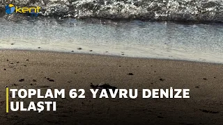 A TOTAL OF 62 HATCHLINGS REACHED THE SEA