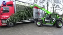 EBF-foundation transporteert en levert 2 kerstbomen