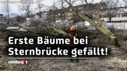 Baustelle Sternbrücke: Deutsche Bahn fällt die ersten 20 Bäume