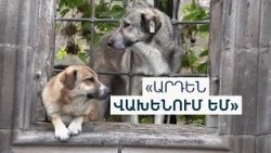 «Մեկ-մեկ հատ «մոզի» հարձակվան վրաս». թափառող շների ու հարձակման դեպքերի աճ՝ Գյումրիում