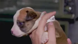 Search continues for suspect in animal neglect case Search continues for suspect in animal neglect case