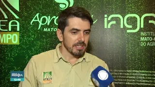 Imea releases projections for soybean and corn harvests in Mato Grosso