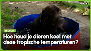 Extreme hitte vraagt om extra maatregelen voor dieren in de Achterhoek