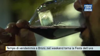 Harvest time in Broni: the traditional Grape Festival returns this weekend