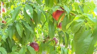 Kultivimi i pjeshkës, rezulton me fitim të mirë, shtohen sipërfaqet e mbjella në Maliq
