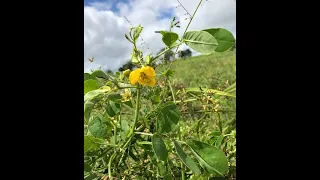 Weeds can cause million-dollar losses for the Brazilian livestock industry