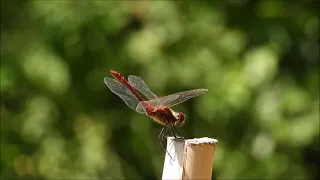 Small but Mighty (Naturally! 08/17/2026)