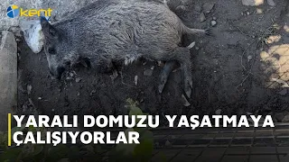 THEY ARE TRYING TO KEEP THE INJURED BOAR ALIVE
