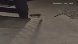 Latest headlines | Denver apartment complex residents file lawsuits for unsanitary conditions