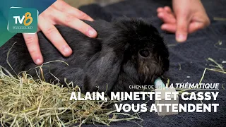A Dog's Life - Alain, Minette, and Cassy