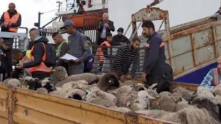 Algérie: Scandale des moutons de l'Aïd..la faillite d'un système