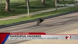 Валлаби совершает побег и осматривает центр Дейтона.