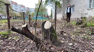 Ornamental and fruit trees cut down in Ivanovo residential courtyard without residents' knowledge