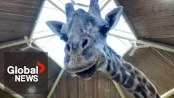 Kiko the giraffe died from cardiac arrest after head got stuck in door: Toronto Zoo Kiko the giraffe died from cardiac arrest after head got stuck in door: Toronto Zoo