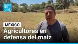 México: agricultores defienden el maíz nativo frente a los transgénicos • FRANCE 24 Español
