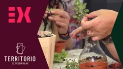 Almaraz reúne a amantes de las plantas en un taller de terrarios | Territorio Extremadura