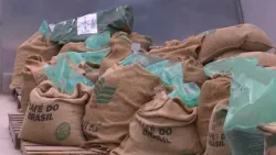 Excesso de chuva provoca prejuízos na safra de soja no extremo norte de Mato Grosso Excesso de chuva provoca prejuízos na safra de soja no extremo norte de Mato Grosso