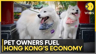 Hong Kong's Pet Economy Tops HK$6 Billion | WION News