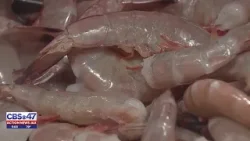 Скандал с креветками: новое исследование показало, что 57% опрошенных ресторанов Джексонвилла нев...