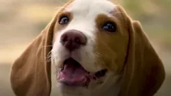 ¿QUÉ PASÓ HOY? | “10 de noviembre: Día Internacional de los Derechos de los Animales”