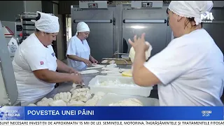 From Wheat Field to Shelf: How Bread Reaches Our Tables