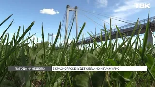 What weather awaits Krasnoyarsk residents in the second week of August?