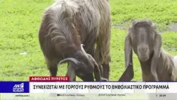 Συγκρατημένη αισιοδοξία: Κανένα νέο κρούσμα αφθώδους πυρετού για 2η συνεχομένη ημέρα