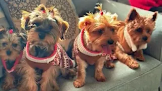 Dog groomer arrested after woman's dogs die due to heat stroke