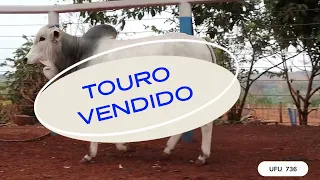 TOURO UFU 736