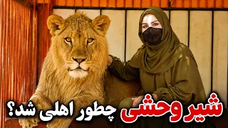 How Was the Wild Lion Tamed? Freshta Azimi Reports / شیر وحشی چطور اهلی شد؟ گزارش فرشته عظیمی