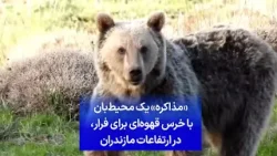 «مذاکره» یک محیط‌بان با خرس قهوه‌ای برای فرار، در ارتفاعات مازندران