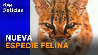 Tilcayo, a new species of wild cat discovered in Bolivia | RTVE Noticias