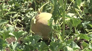Shalqiri dhe pjepri, një tjetër pasuri e fushës së Maliqit, prodhim i mbarë këtë vit
