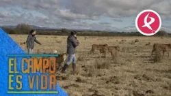 A Isabel y a Lidia ya no hay tarea que se les resista | El campo es vida