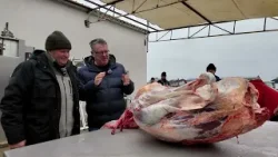 România în bucate: Taierea porcului, jumeri de porc (@TVR Craiova)