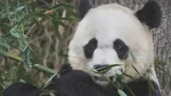 San Francisco Zoo to get pandas