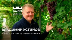 Secrets of Belarusian grapes: the experience of breeder Vladimir Ustinov