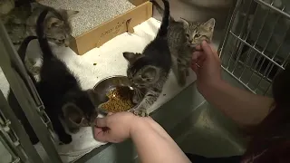 Protecting your pet from rabies