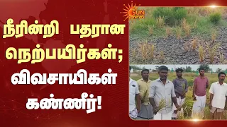 Thiruvarur Farmers | நீரின்றி பதரான நெற்பயிர்கள்; விவசாயிகள் கண்ணீர் | Paddy | Sunnews