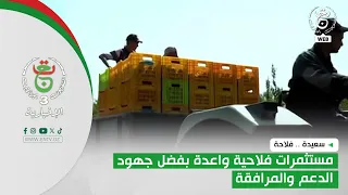Saida.. Agriculture | Promising agricultural investments thanks to support and guidance efforts